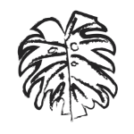 Sketch Illustration of monstera leaf
