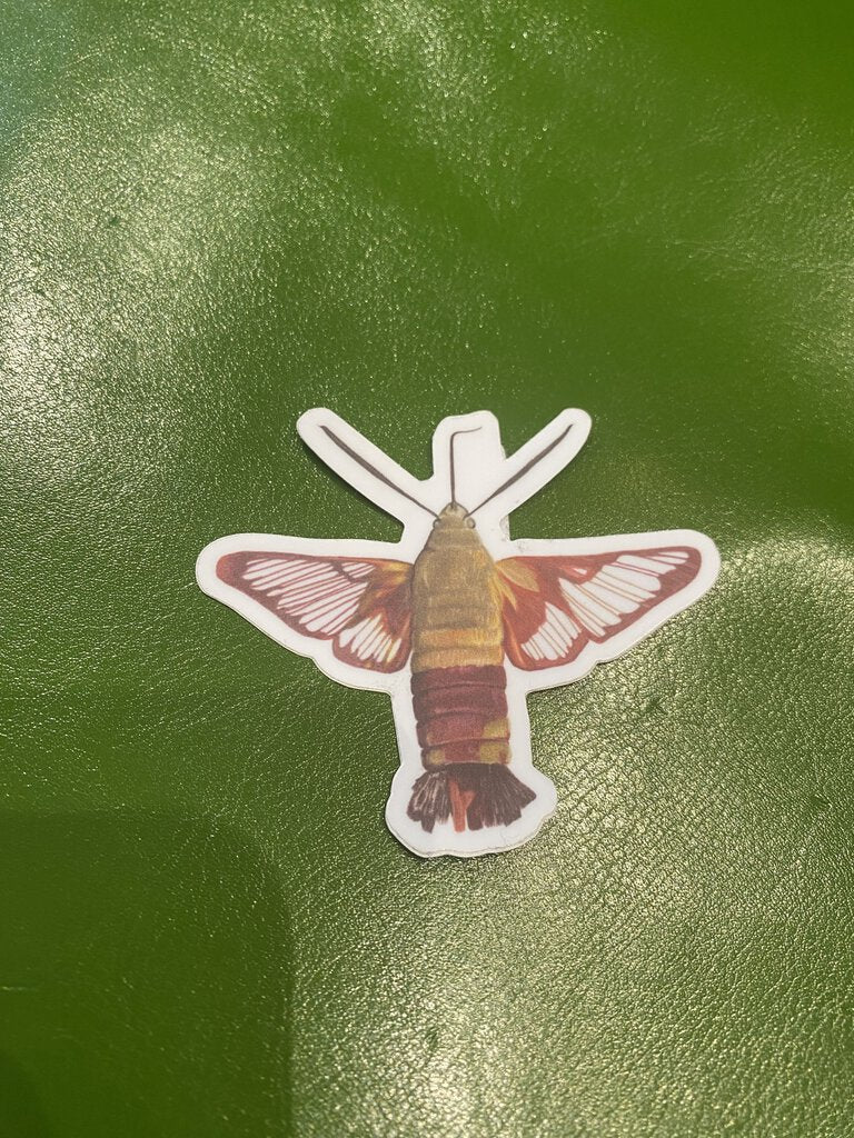 Clearwing Hummingbird Moth Sticker